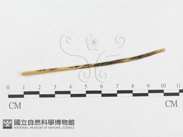 登錄號:F0011676藏品圖，第4張