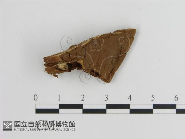 登錄號:F0017676藏品圖，第4張