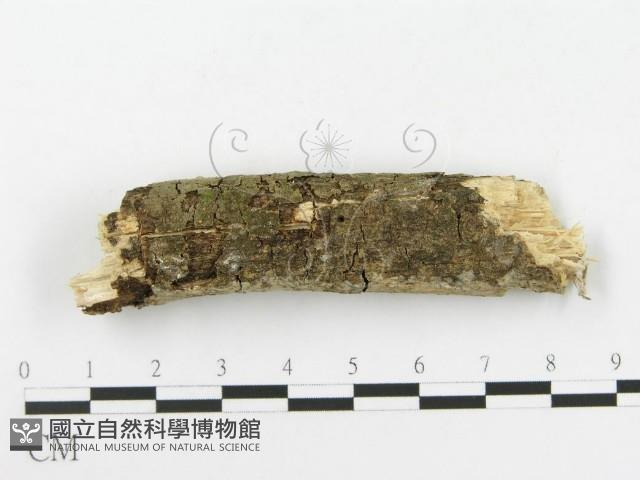 顯絲菌屬藏品圖，第4張