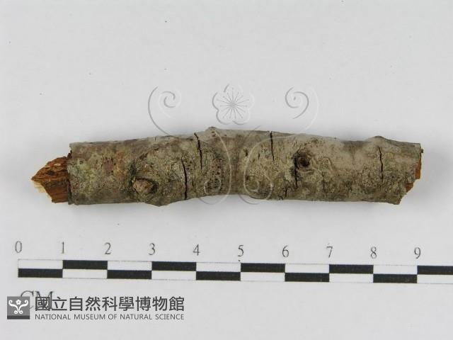 登錄號:F0010476藏品圖，第4張