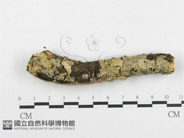 登錄號:F0001476藏品圖，第4張