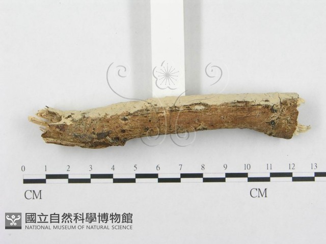 登錄號:F0002476藏品圖，第4張