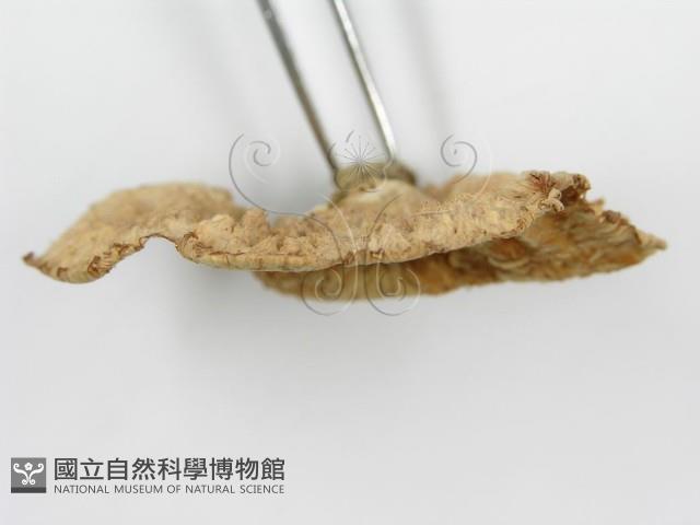 登錄號:F0012476藏品圖，第4張