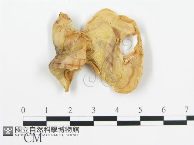 登錄號:F0016776藏品圖，第4張