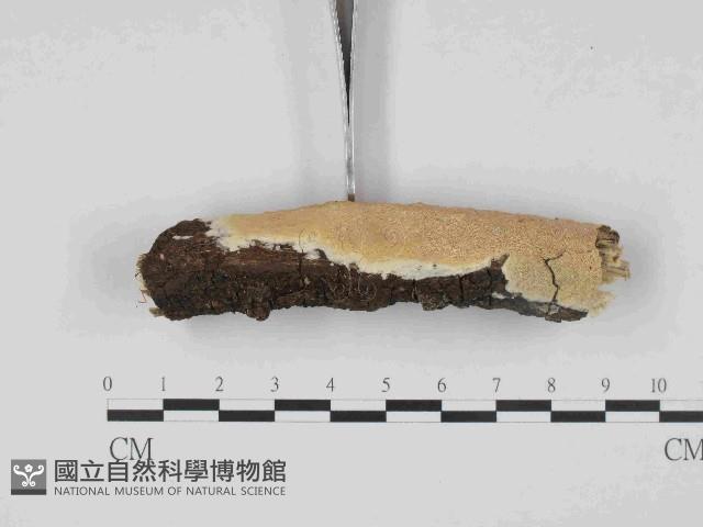 登錄號:F0014776藏品圖，第4張