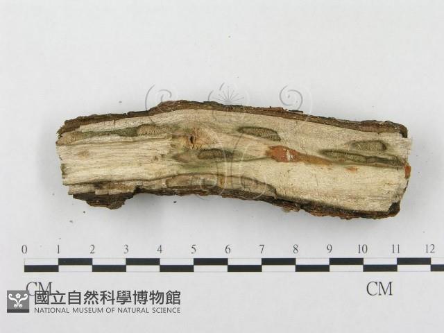 登錄號:F0012776藏品圖，第4張