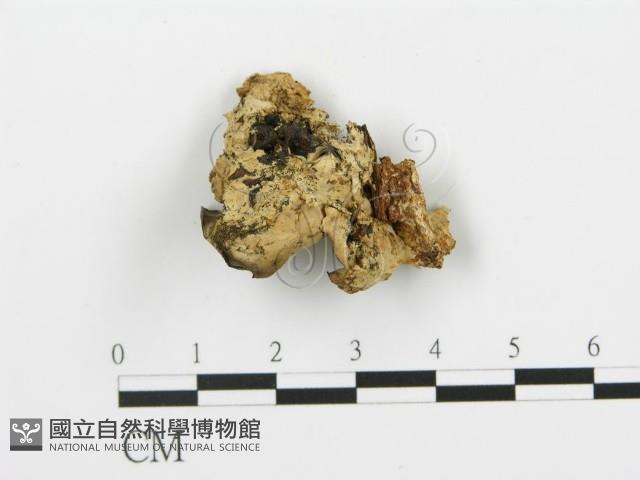 登錄號:F0019776藏品圖，第4張