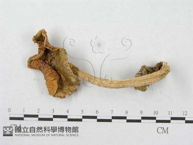 鵝膏屬藏品圖，第4張