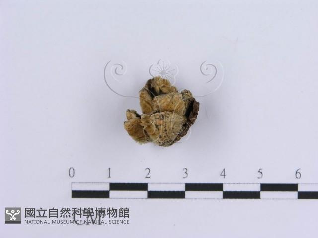 登錄號:F0013576藏品圖，第4張