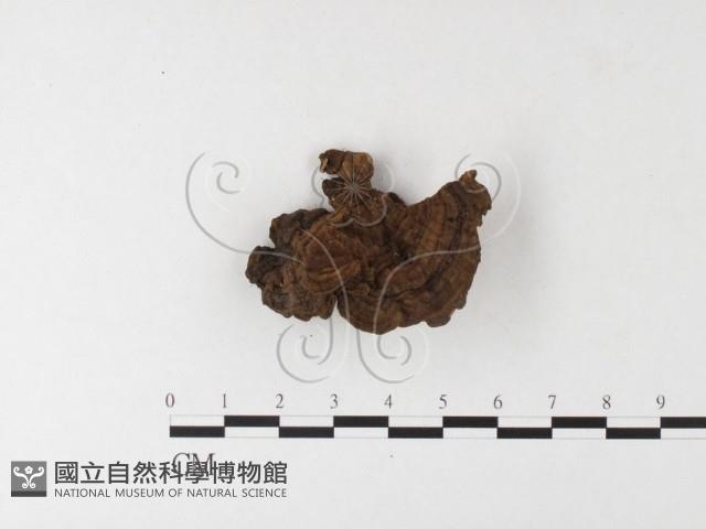 登錄號:F0026176藏品圖，第4張