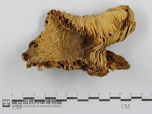 紅菇屬藏品圖，第4張