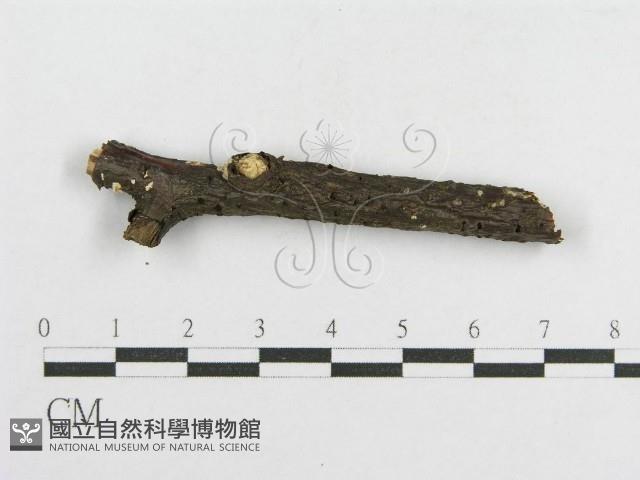 登錄號:F0012176藏品圖，第4張