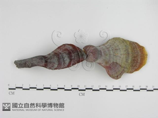 登錄號:F0007176藏品圖，第4張