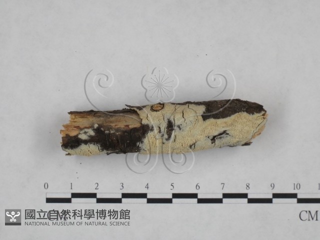 登錄號:F0025176藏品圖，第4張