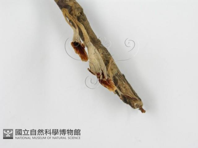 登錄號:F0015176藏品圖，第4張