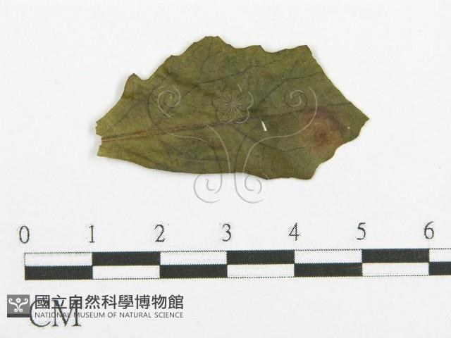 登錄號:F0019176藏品圖，第4張
