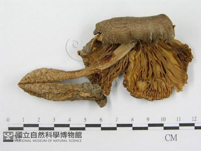 登錄號:F0013176藏品圖，第4張
