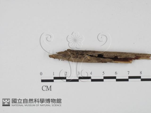 登錄號:F0020076藏品圖，第4張
