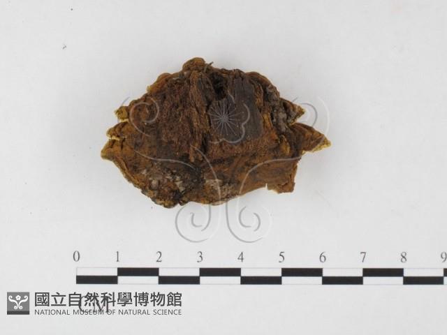 登錄號:F0026076藏品圖，第4張