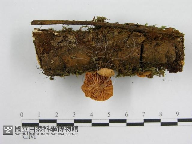 微皮傘屬藏品圖，第4張