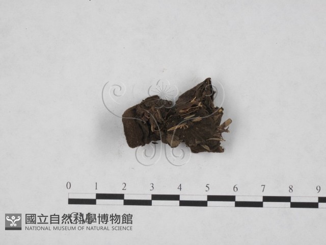 登錄號:F0010376藏品圖，第4張