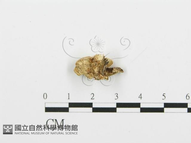 登錄號:F0006376藏品圖，第4張