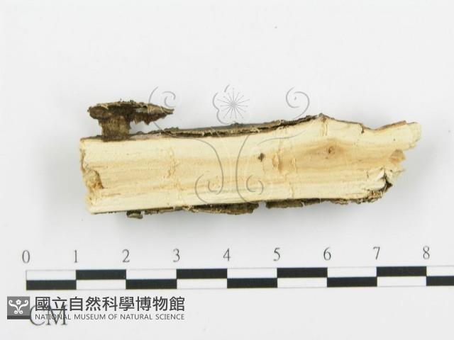 登錄號:F0015376藏品圖，第4張