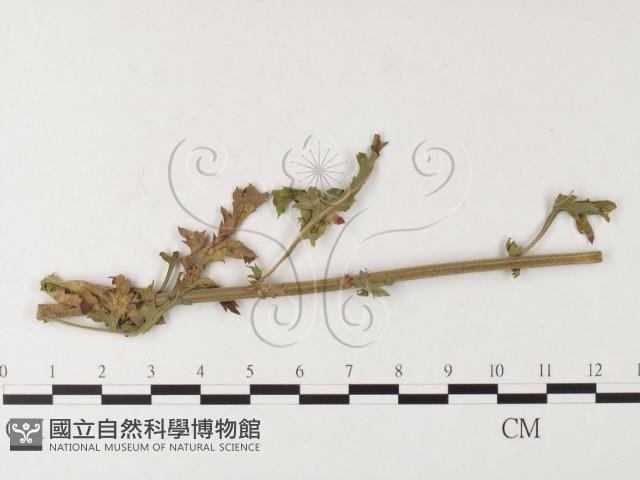 登錄號:F0026261藏品圖，第4張