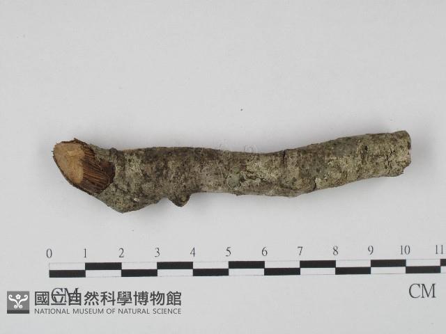 登錄號:F0004261藏品圖，第4張
