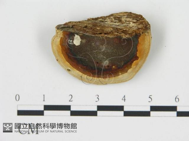 松生擬層孔菌藏品圖，第4張