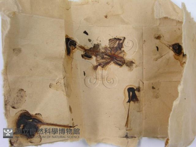 鬼傘屬藏品圖，第4張