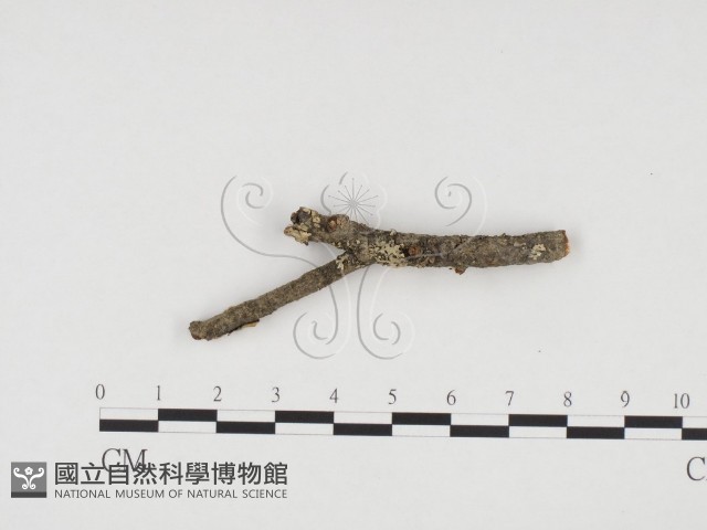 登錄號:F0008861藏品圖，第4張