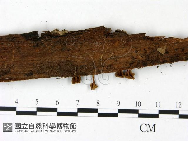 登錄號:F0022861藏品圖，第4張