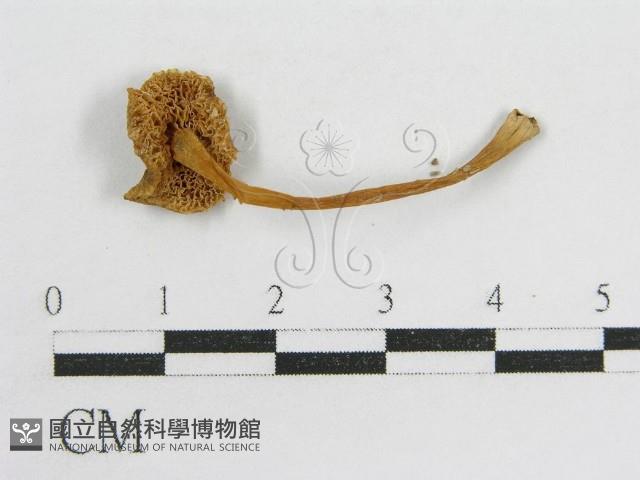 登錄號:F0015861藏品圖，第4張