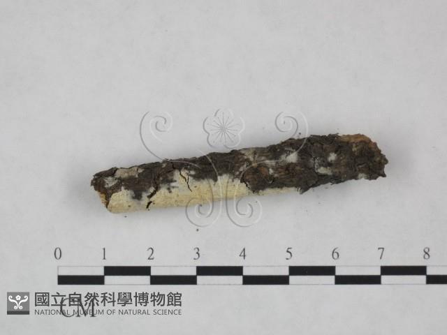 登錄號:F0023861藏品圖，第4張