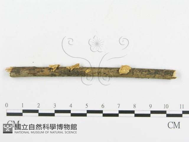 登錄號:F0010961藏品圖，第4張