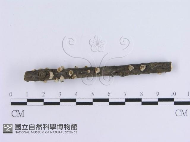 登錄號:F0017961藏品圖，第4張