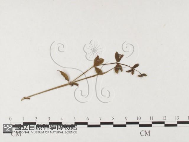 登錄號:F0026461藏品圖，第4張