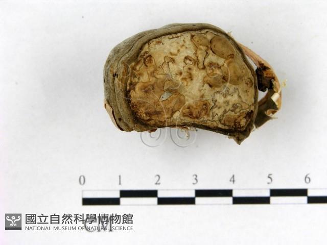 登錄號:F0016461藏品圖，第4張