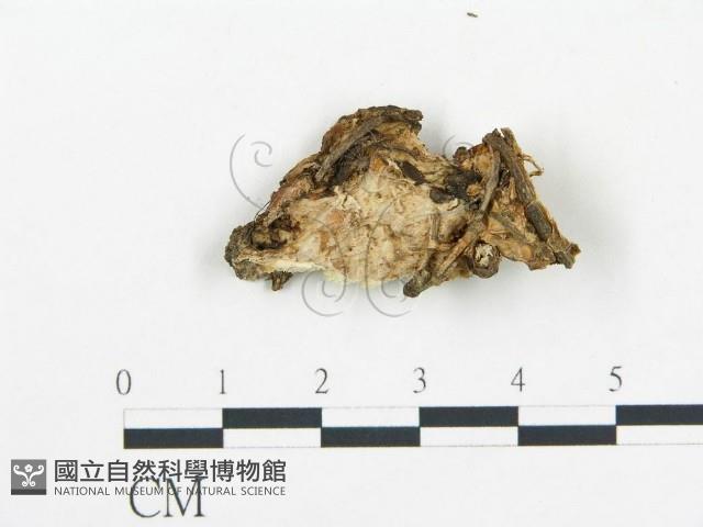 登錄號:F0019761藏品圖，第4張