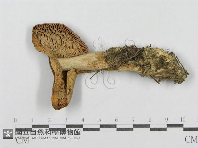 紅菇屬藏品圖，第4張