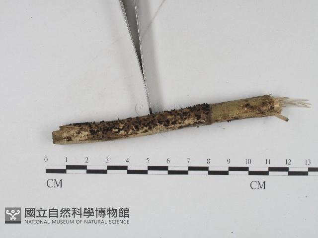 登錄號:F0004561藏品圖，第4張