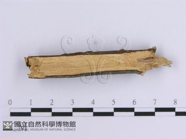 韌革菌屬藏品圖，第4張