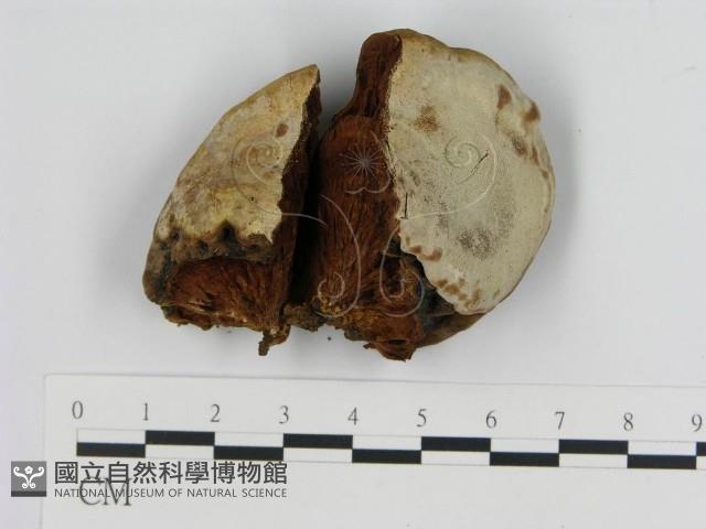登錄號:F0012161藏品圖，第4張