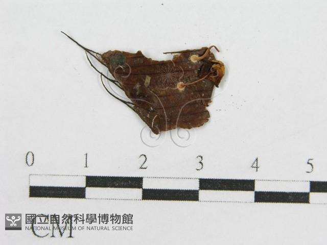 登錄號:F0019161藏品圖，第4張