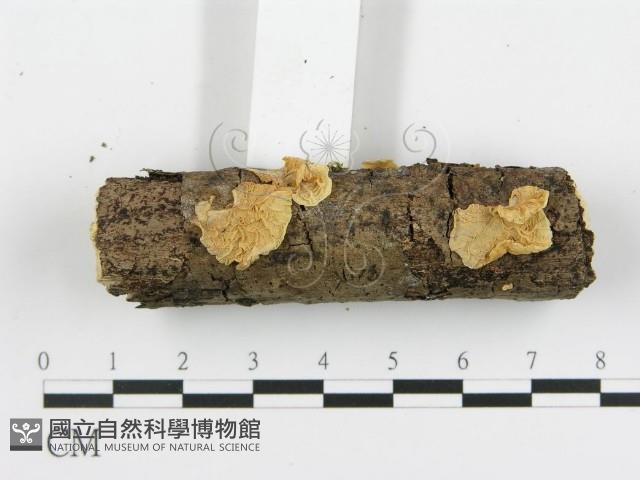 登錄號:F0002061藏品圖，第4張