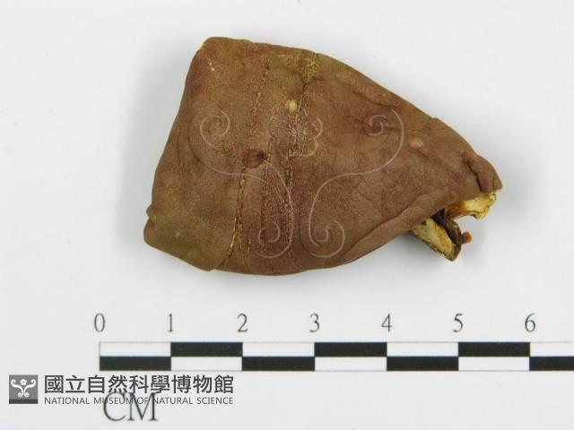 館號:F0020221藏品圖，第4張