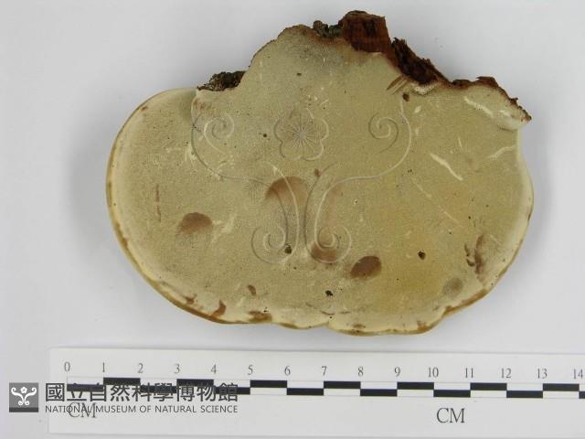 登錄號:F0016221藏品圖，第4張