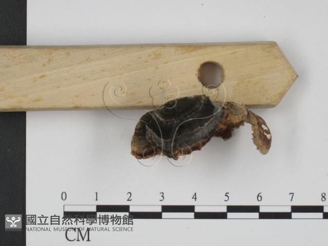 登錄號:F0001221藏品圖，第4張