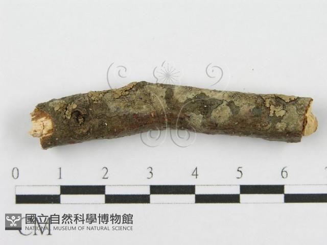 筍殼菌屬藏品圖，第4張